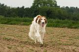 BARZOI 151